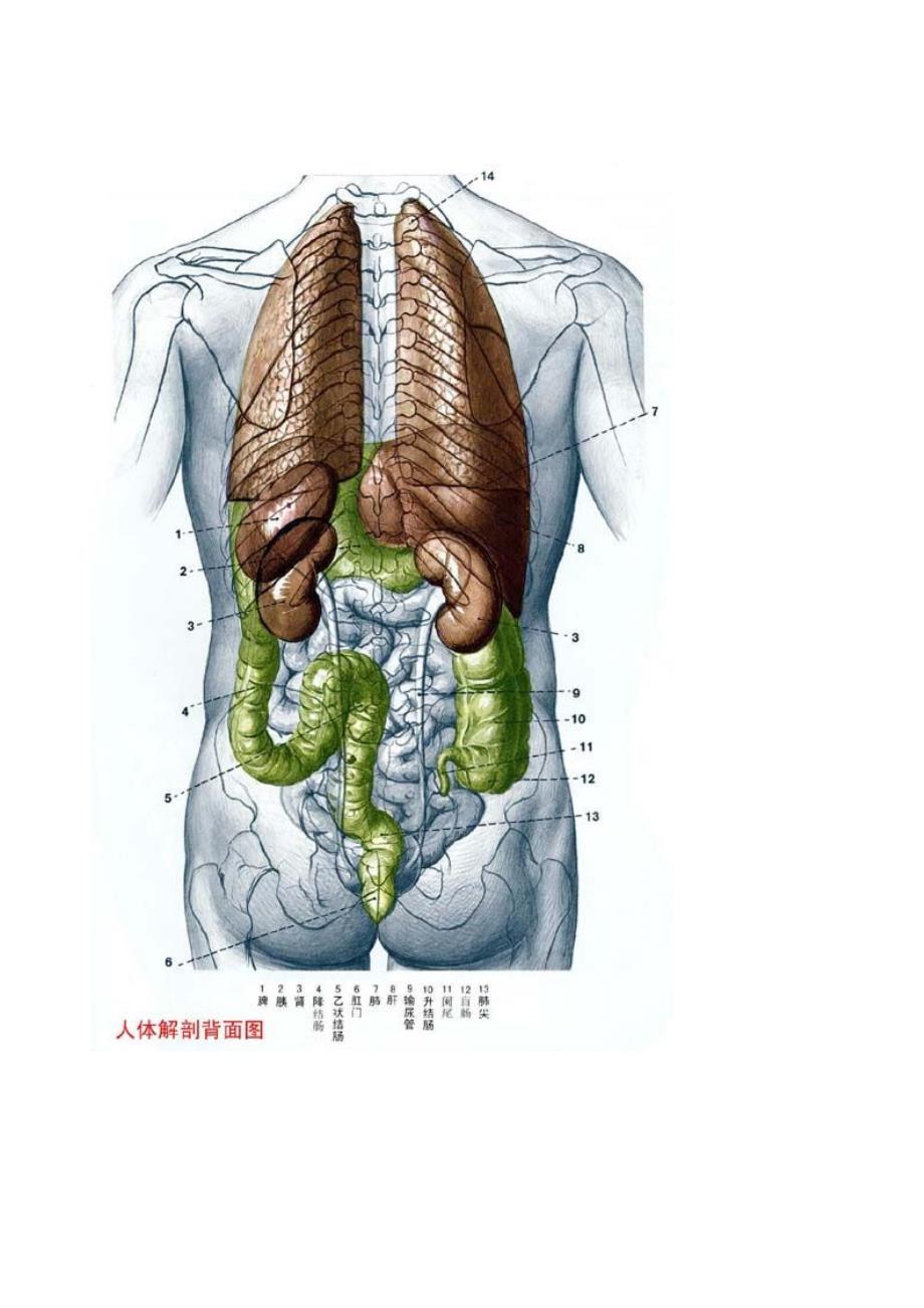 49图库图片 资料_最佳精选解剖落实_尊贵版158.221.184.1